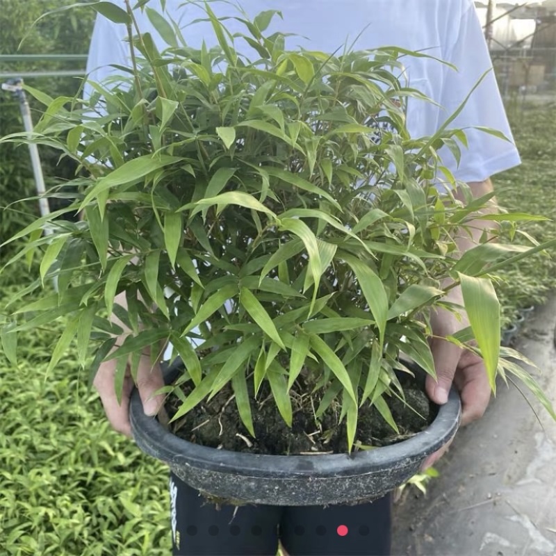 佛肚竹葫芦竹丛林款