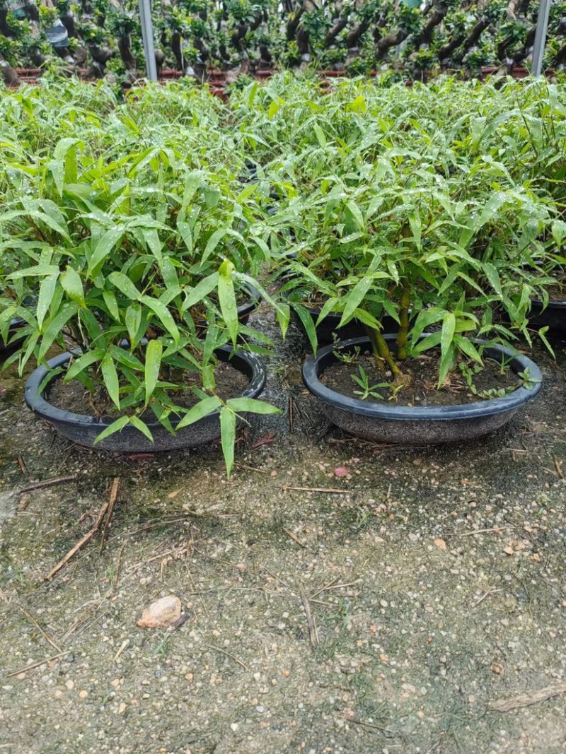 佛肚竹葫芦竹丛林款