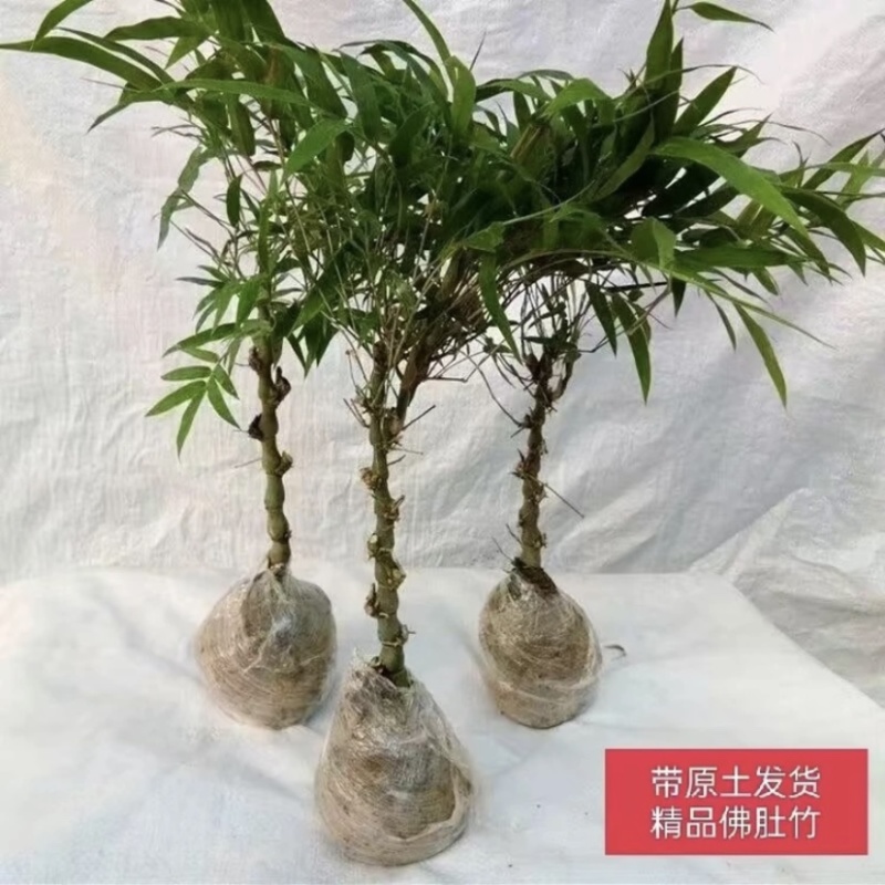 小佛肚竹