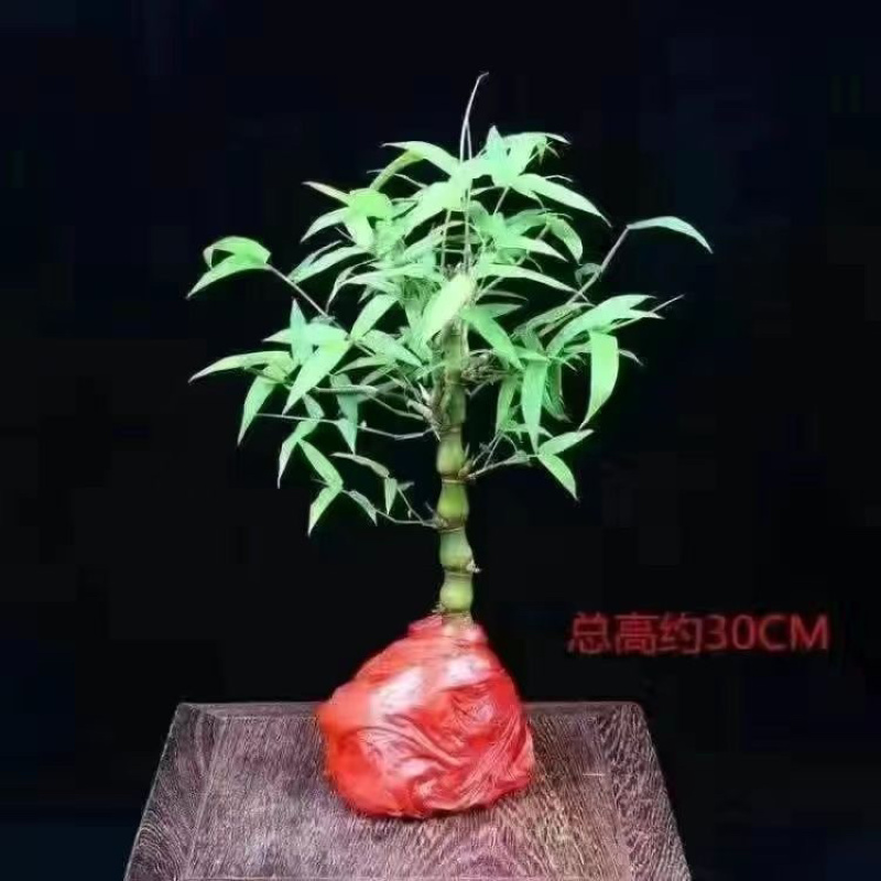 小佛肚竹