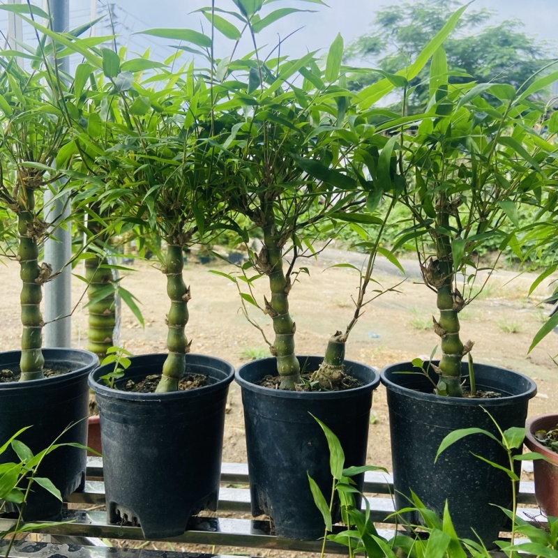佛肚竹罗汉竹盆栽