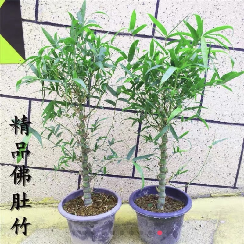 佛肚竹罗汉竹盆栽