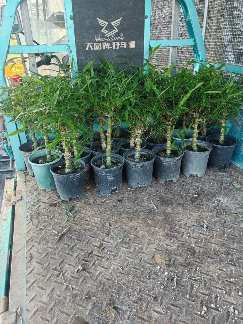 佛肚竹罗汉竹盆栽