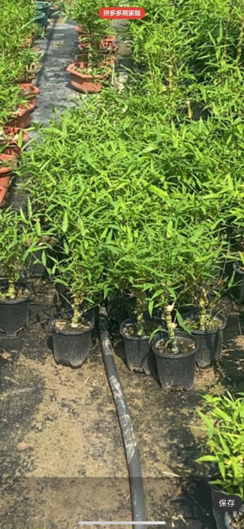 佛肚竹罗汉竹盆栽
