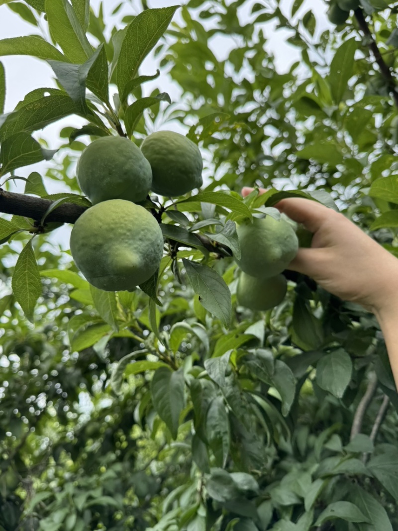 湖南湘西高山种植青奈脱骨李子产地直供新鲜采摘整车发货