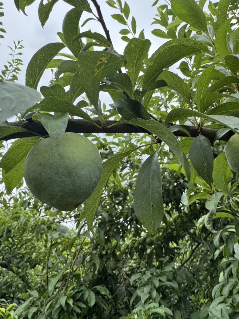 湖南湘西高山种植青奈脱骨李子产地直供新鲜采摘整车发货