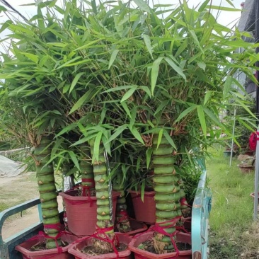 翡翠佛肚竹