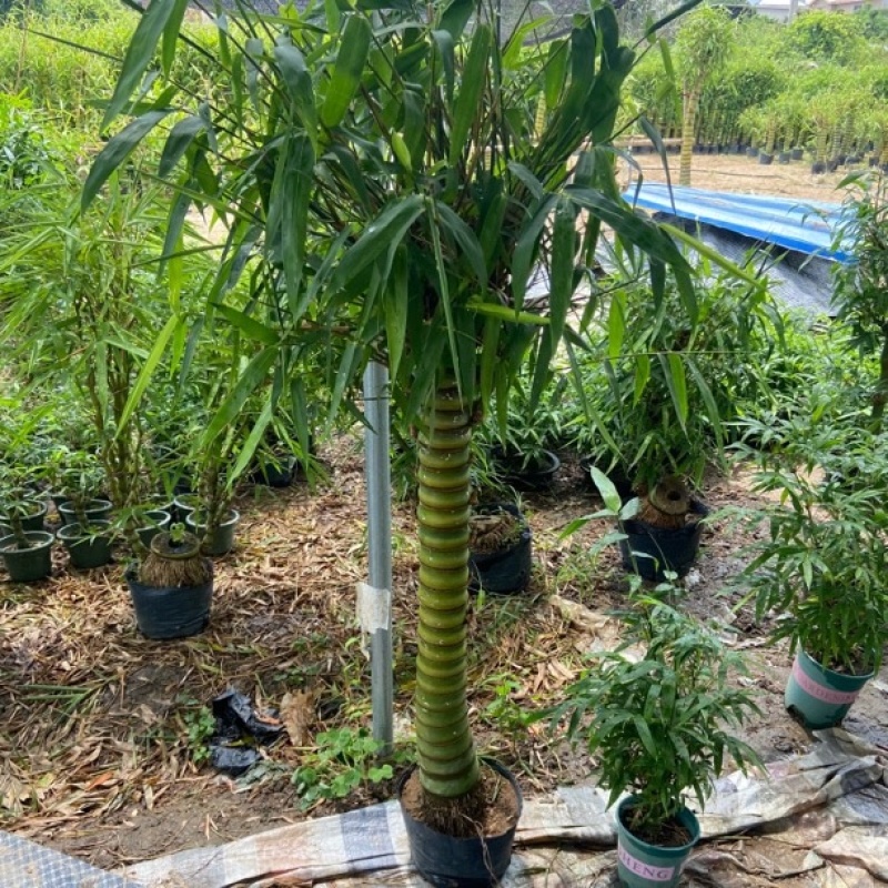 翡翠佛肚竹