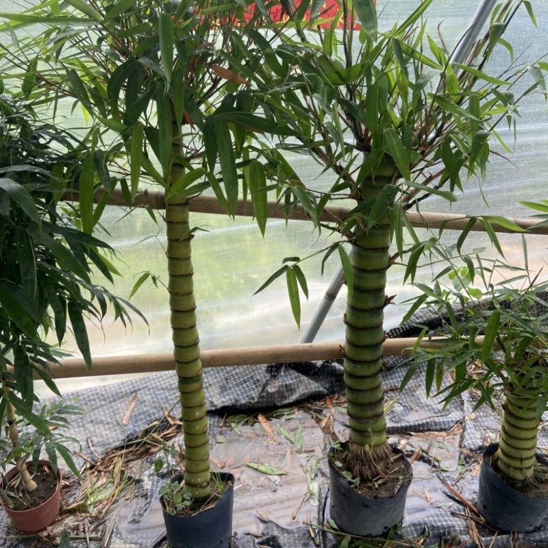 翡翠佛肚竹