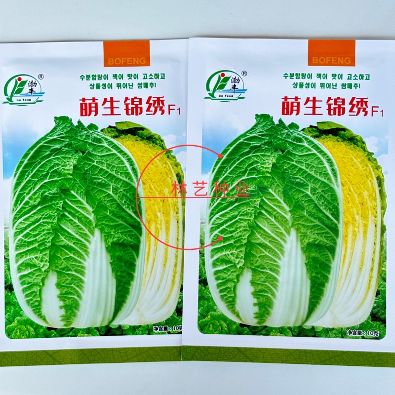 萌生锦绣杂交早熟黄心包头大白菜种子外叶绿内叶黄口感好