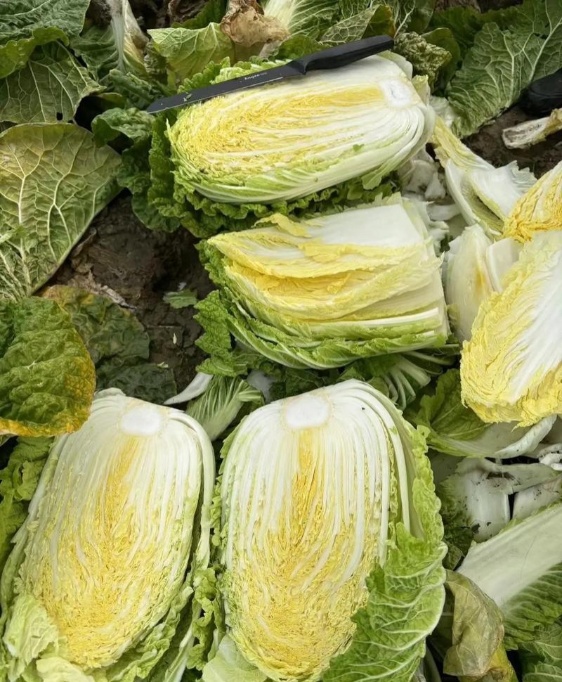 渤丰秋宝大白菜种子秋播黄芯白菜杂交种结球白菜可做泡菜蔬菜