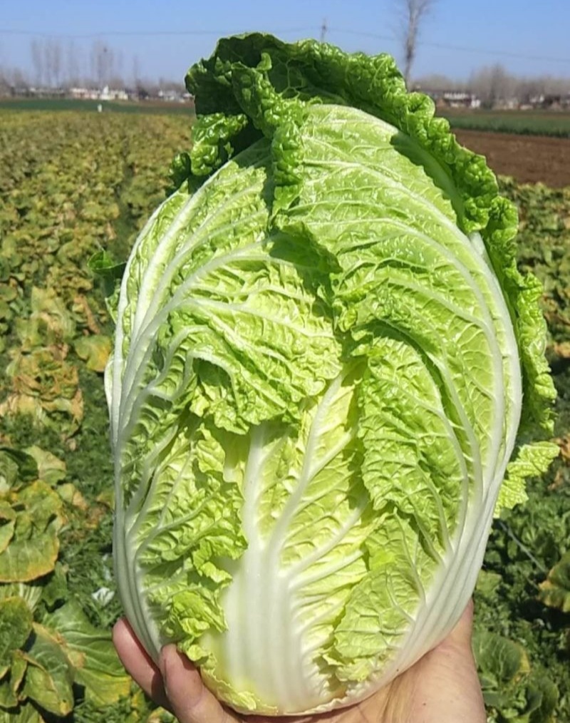 渤丰秋宝大白菜种子秋播黄芯白菜杂交种结球白菜可做泡菜蔬菜