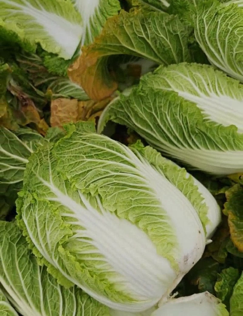 渤丰秋宝大白菜种子秋播黄芯白菜杂交种结球白菜可做泡菜蔬菜