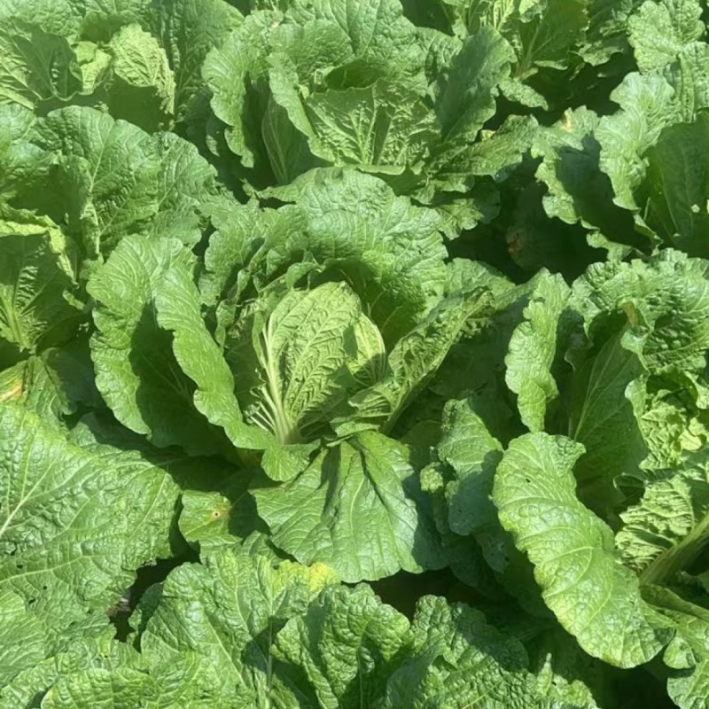 渤丰秋宝大白菜种子秋播黄芯白菜杂交种结球白菜可做泡菜蔬菜