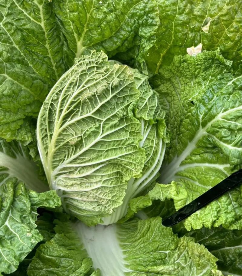 渤丰秋宝大白菜种子秋播黄芯白菜杂交种结球白菜可做泡菜蔬菜