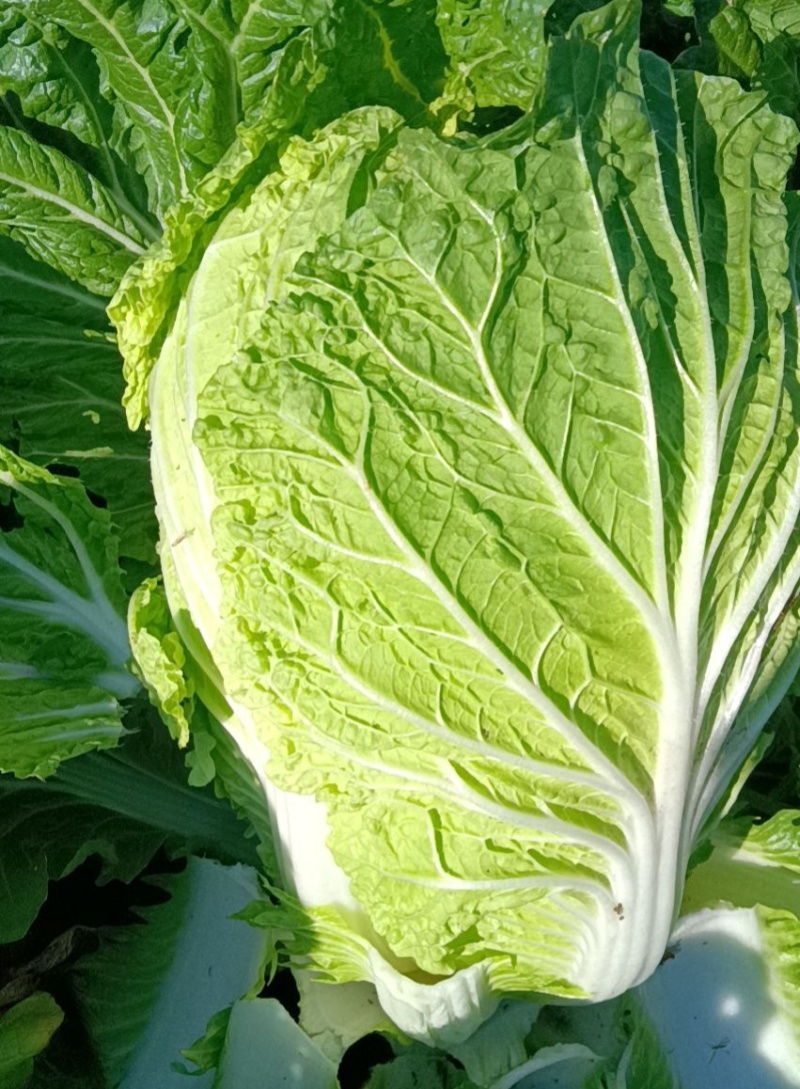 渤丰秋宝大白菜种子秋播黄芯白菜杂交种结球白菜可做泡菜蔬菜