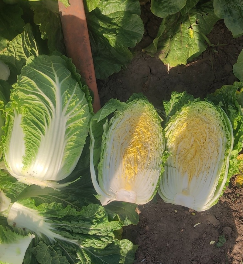 渤丰秋宝大白菜种子秋播黄芯白菜杂交种结球白菜可做泡菜蔬菜