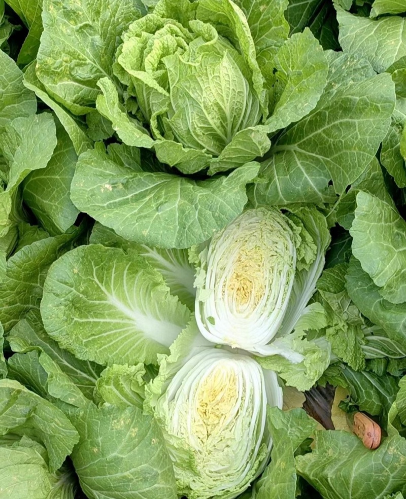 渤丰秋宝大白菜种子秋播黄芯白菜杂交种结球白菜可做泡菜蔬菜