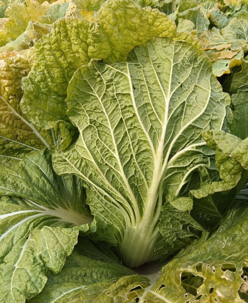 渤丰秋宝大白菜种子秋播黄芯白菜杂交种结球白菜可做泡菜蔬菜