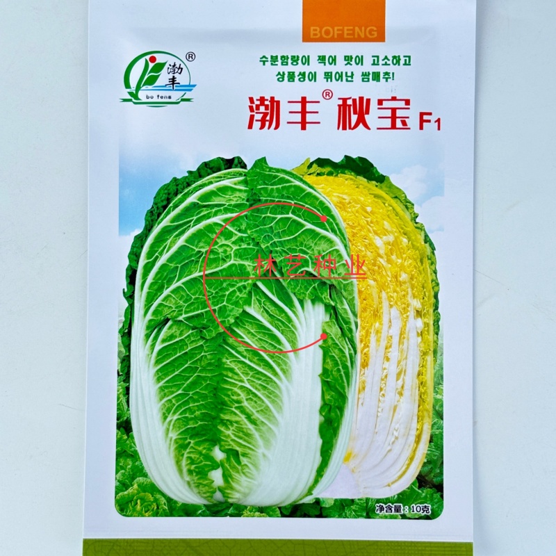 渤丰秋宝大白菜种子秋播黄芯白菜杂交种结球白菜可做泡菜蔬菜