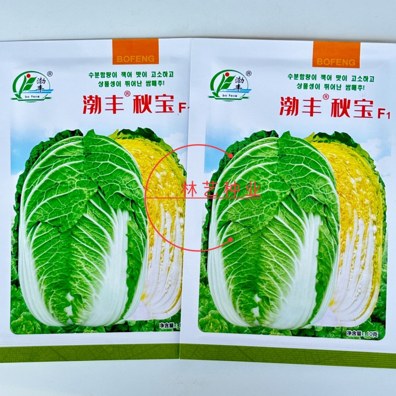 渤丰秋宝大白菜种子秋播黄芯白菜杂交种结球白菜可做泡菜蔬菜