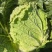 津冠秋锦黄心大白菜种子高产抗抽苔南韩春秋农用大田种植蔬菜