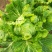 津冠秋锦黄心大白菜种子高产抗抽苔南韩春秋农用大田种植蔬菜