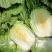 津冠秋锦黄心大白菜种子高产抗抽苔南韩春秋农用大田种植蔬菜