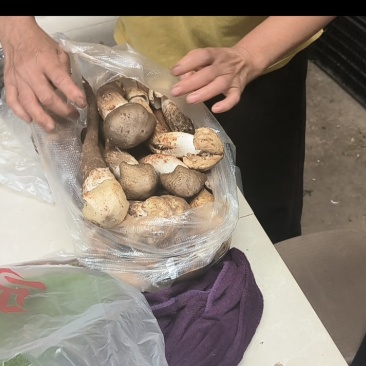 鸡枞菌