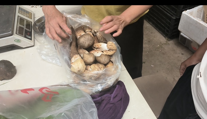 鸡枞菌