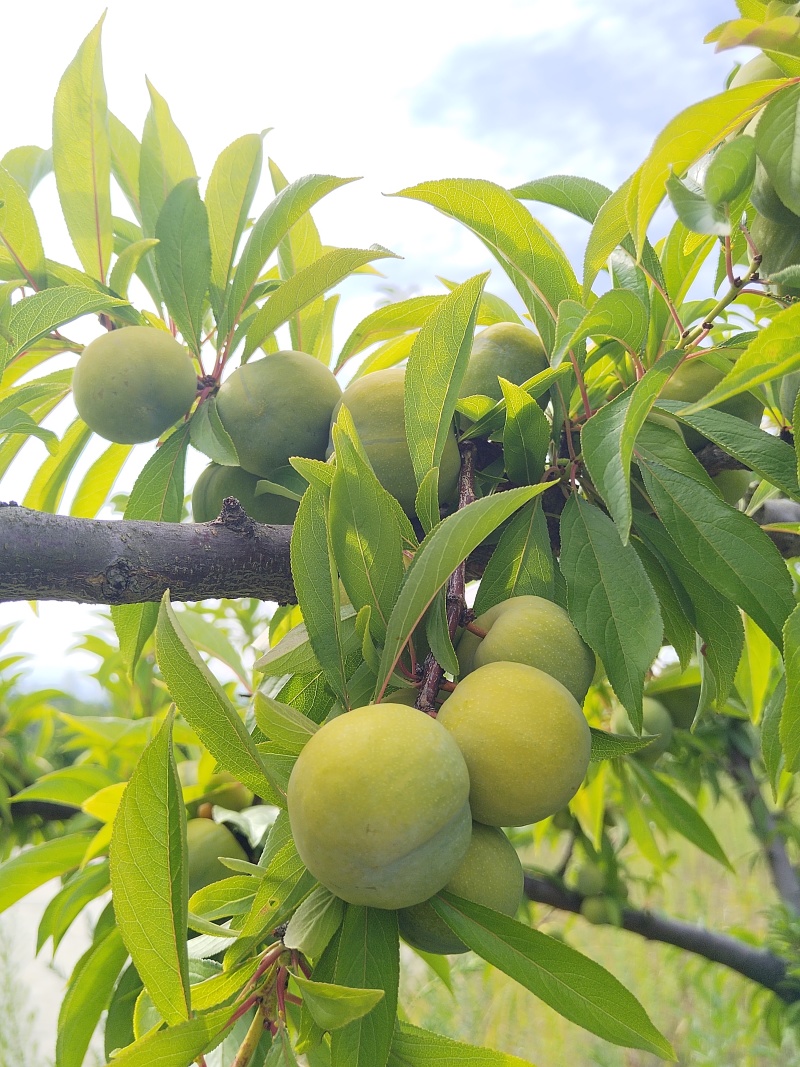 光雾蜜李