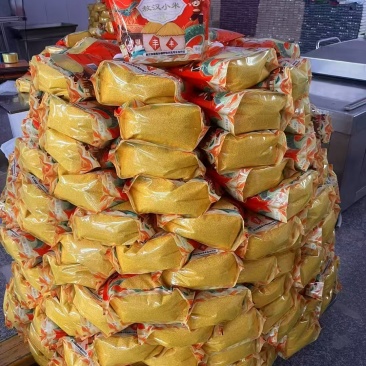 金苗K1，大金苗，小米