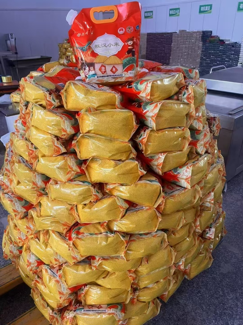 金苗K1，大金苗，小米