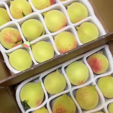 上坪鹰嘴桃