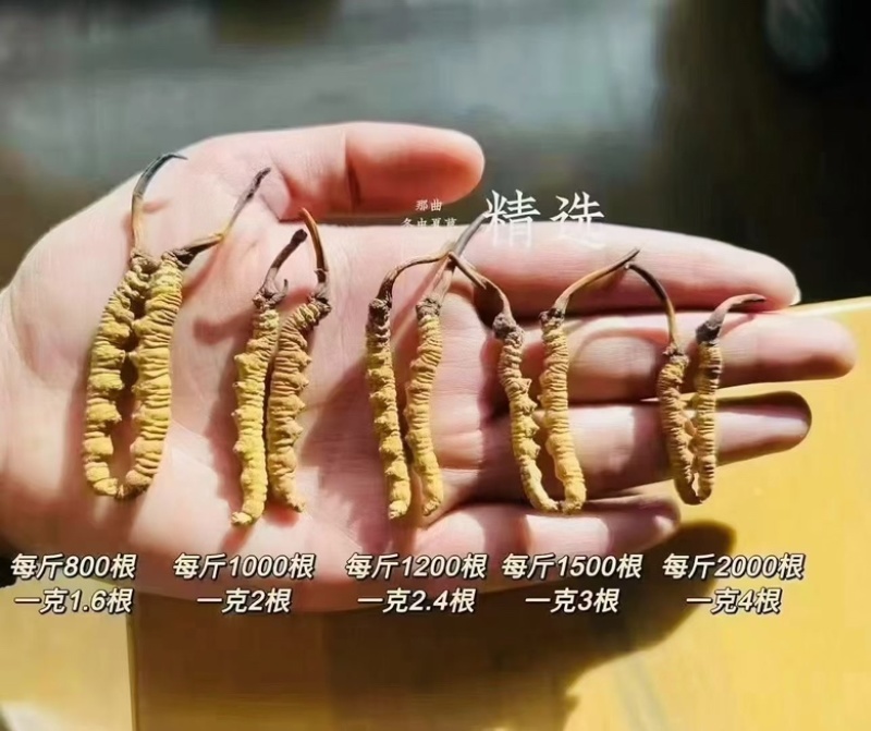 那曲精品头茬新干草，2根/克，送礼必备，送礼送健康