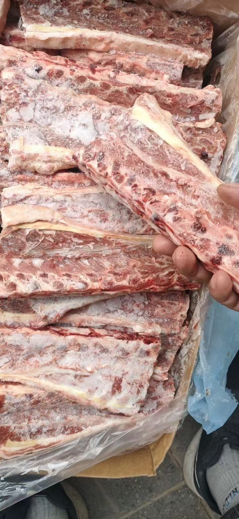 多肉羊刀骨羊蝎子替代品一手货源