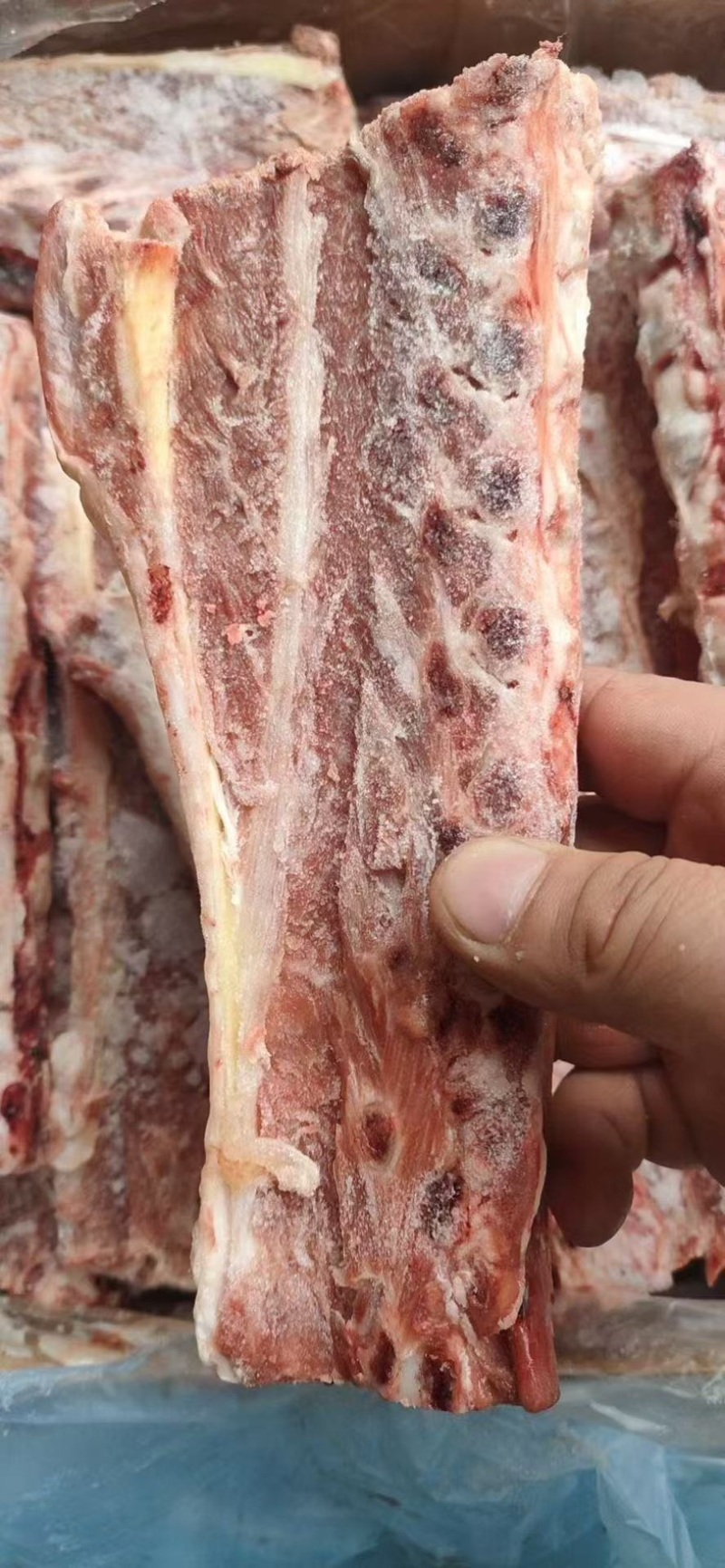 多肉羊刀骨羊蝎子替代品一手货源