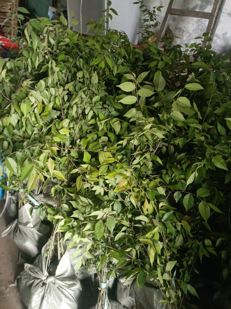 红榉杯苗无纺布，江苏常州红榉小苗，红榉杯苗