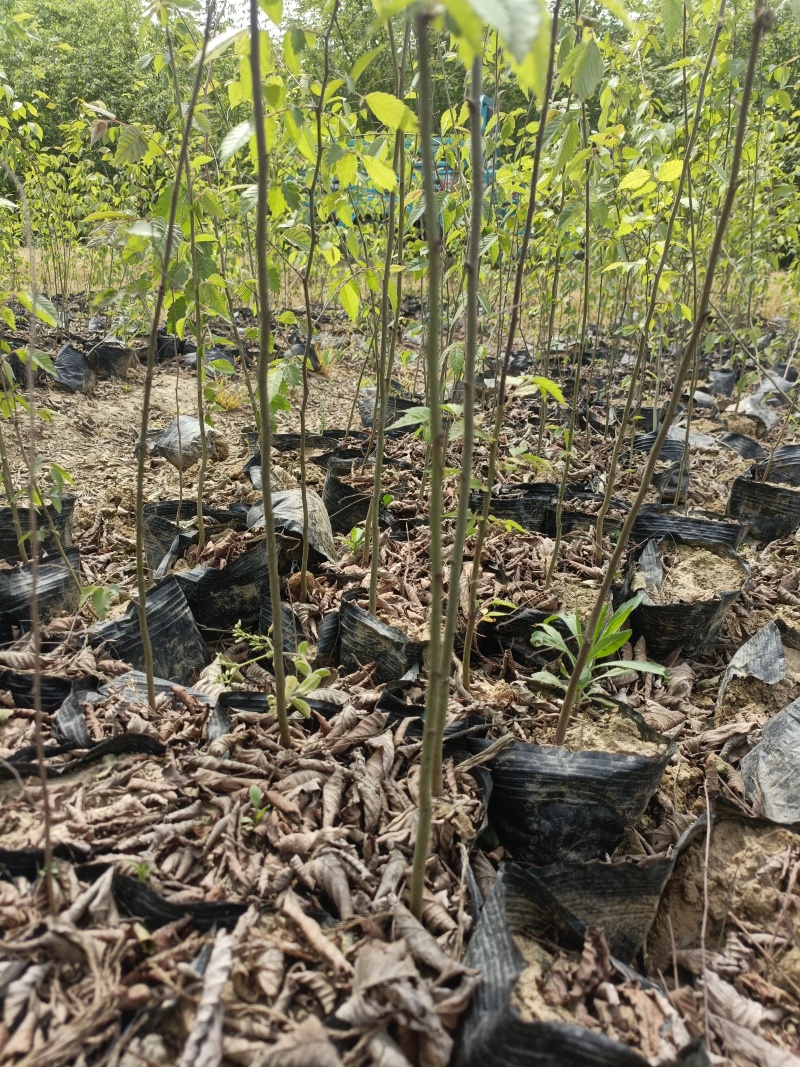 红榉杯苗无纺布，江苏常州红榉小苗，红榉杯苗