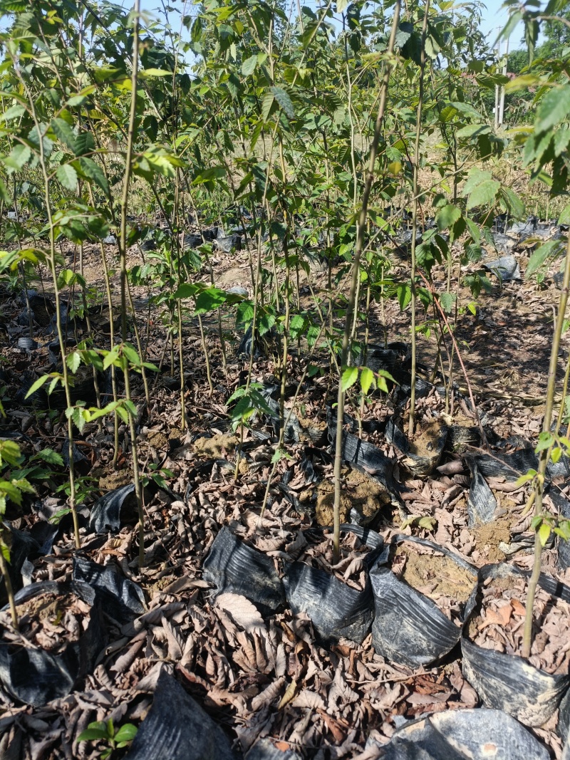 红榉杯苗无纺布，江苏常州红榉小苗，红榉杯苗