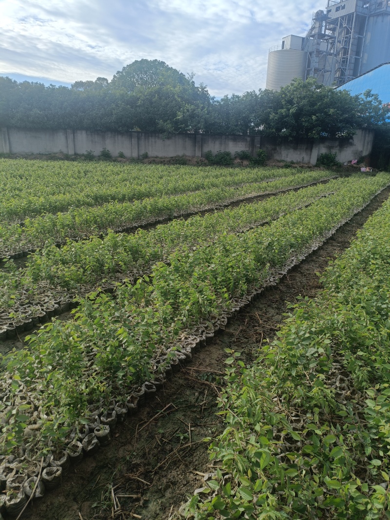 红榉杯苗无纺布，江苏常州红榉小苗，红榉杯苗