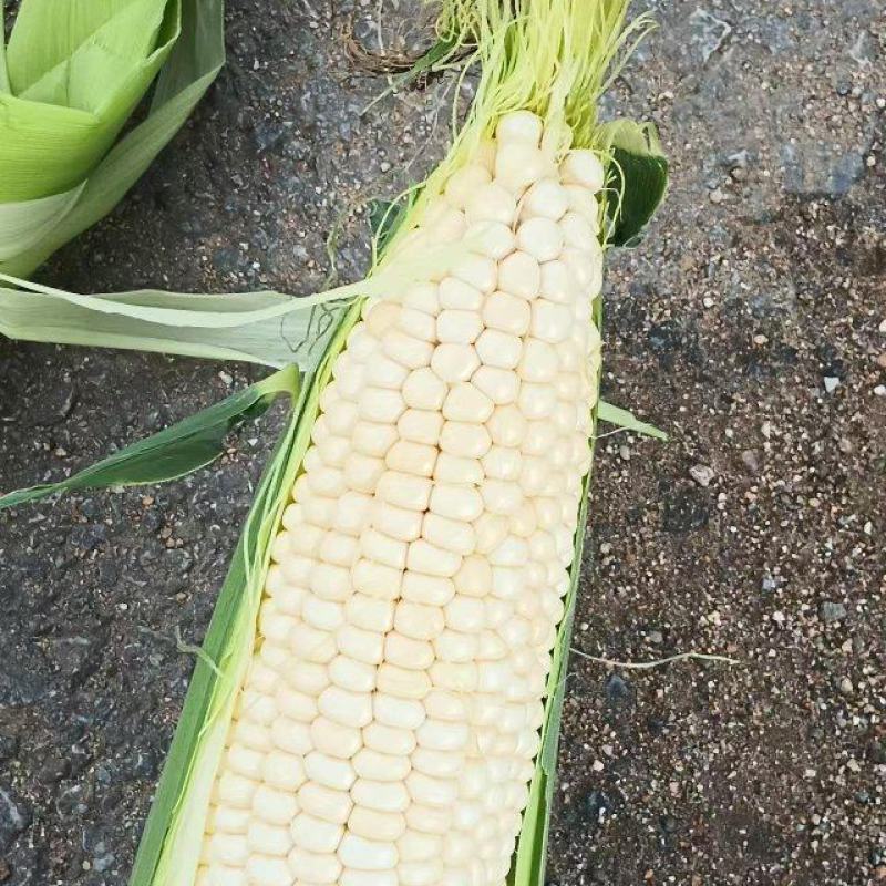 甜糯玉米