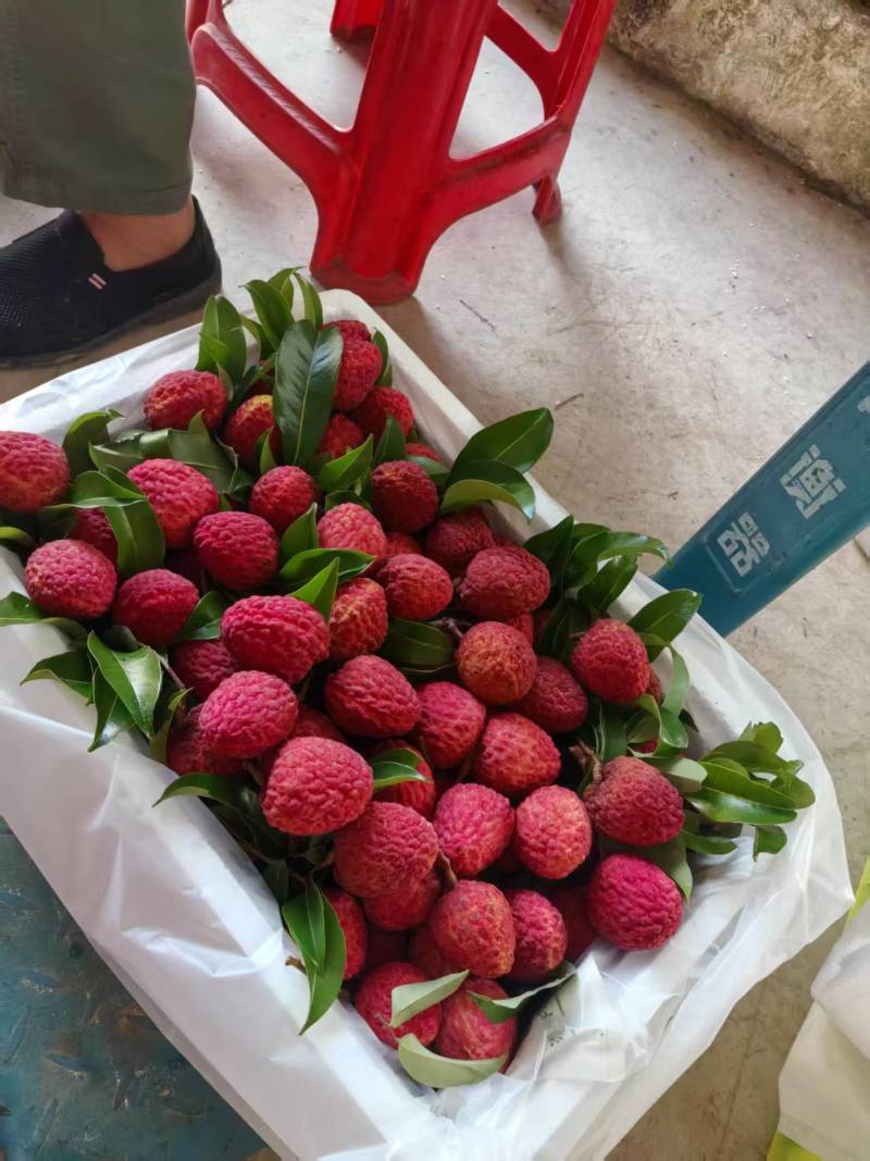 增城仙进奉荔枝