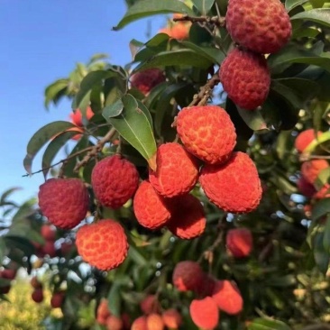 增城仙进奉荔枝