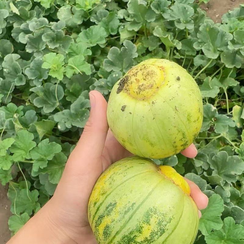 灯塔市周边出售陆地八里香香瓜保证质量价格合理