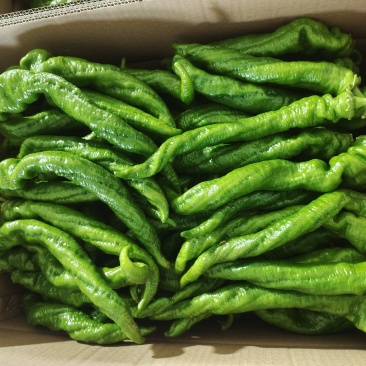 螺丝椒牛椒泡椒大量有货产地直供可视频看货