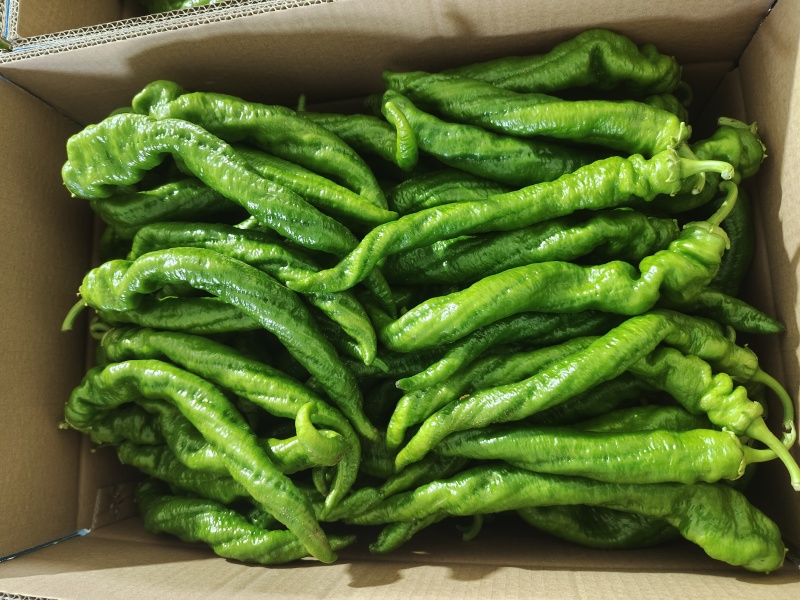 螺丝椒牛椒泡椒大量有货产地直供可视频看货