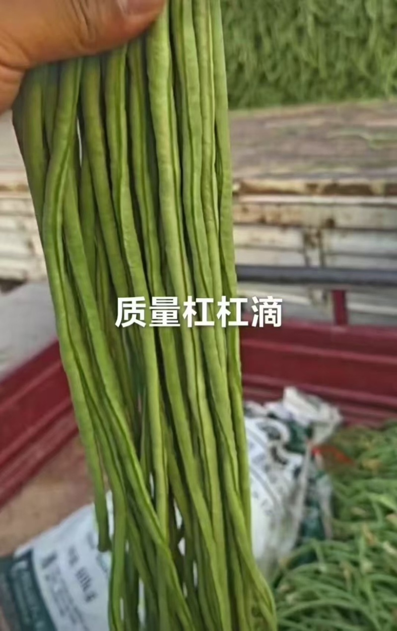 青条豆角，市场货，工厂烘干腌制大量有货