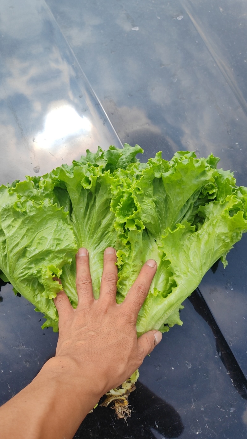代购各种蔬菜，产地直发，质量有保证