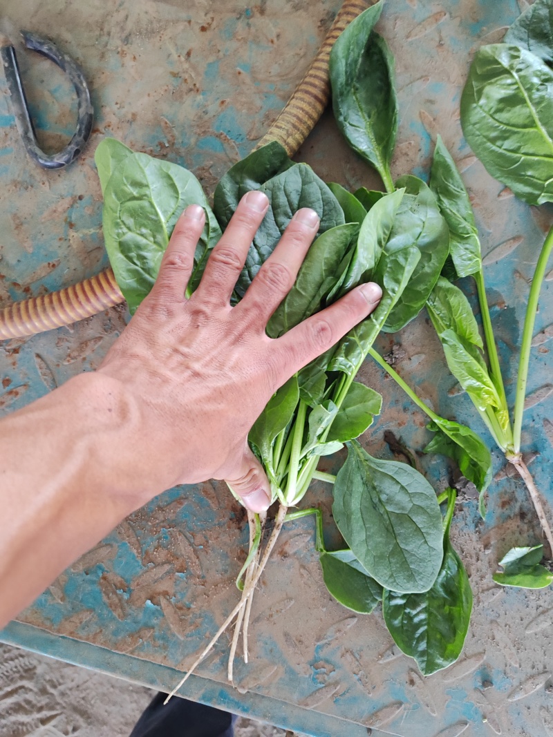 代购各种蔬菜，产地直发，质量有保证